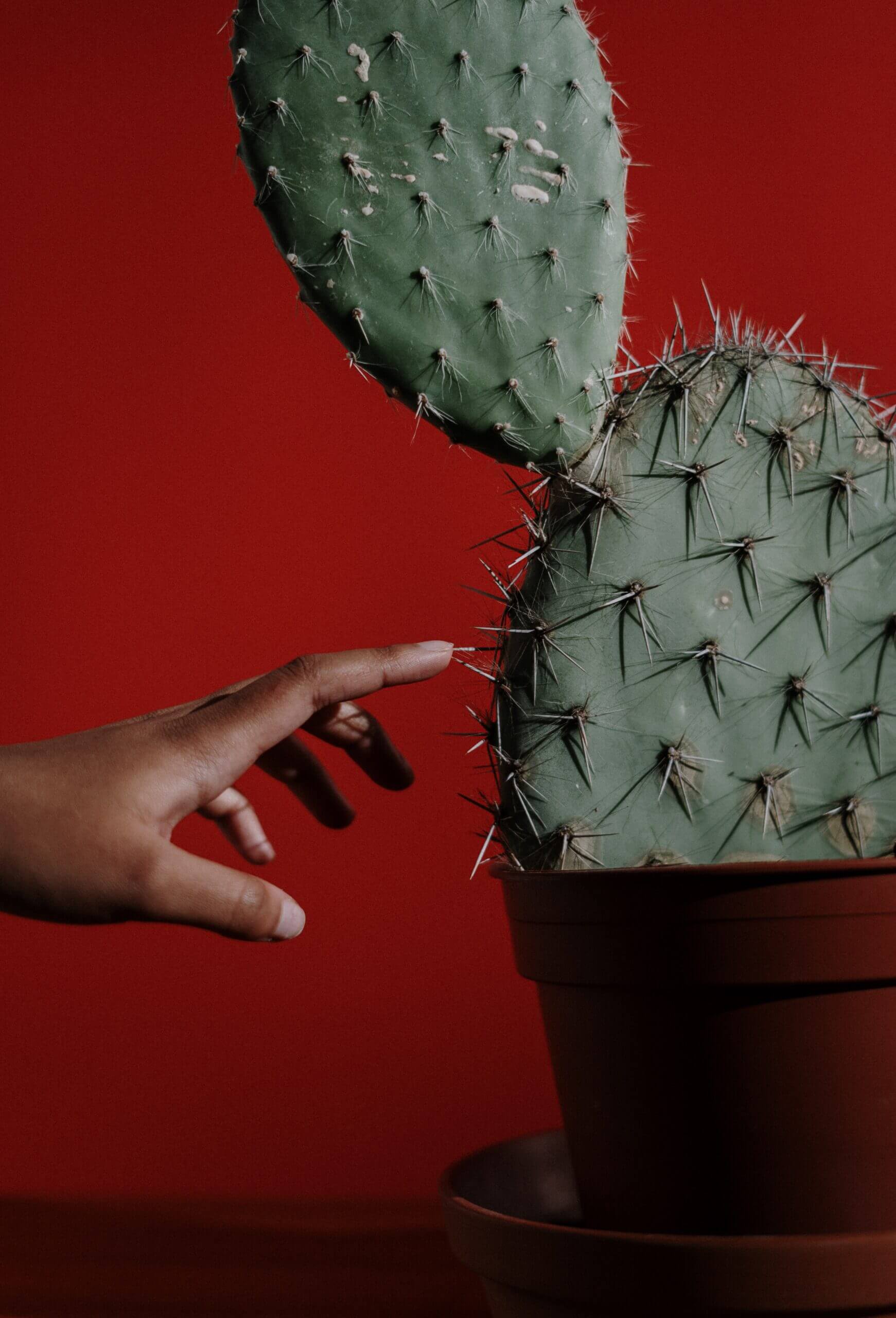 Photo by cottonbro studio: https://www.pexels.com/photo/green-cactus-plant-on-brown-pot-4507261/